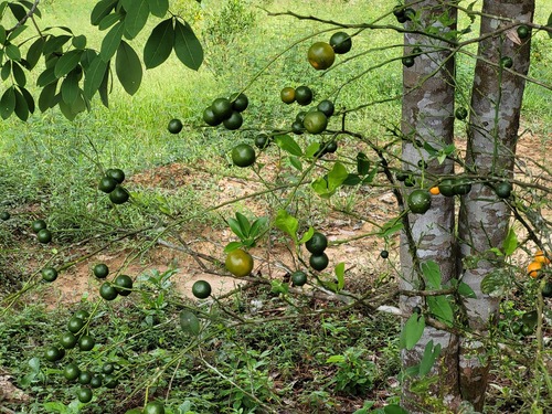 Foto de Calamondin