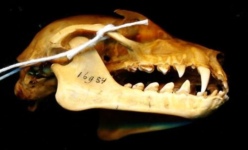 Big-eared Flying Fox
