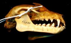 Big-Eared Flying Fox photo 2