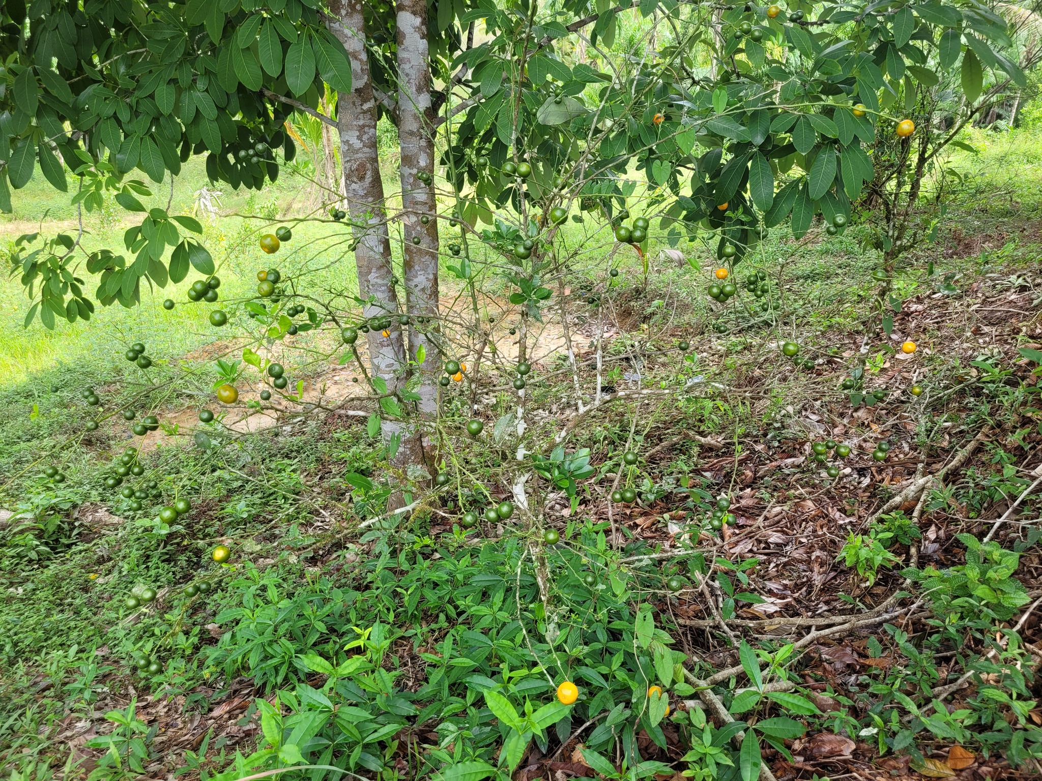 Imagem de Calamondin