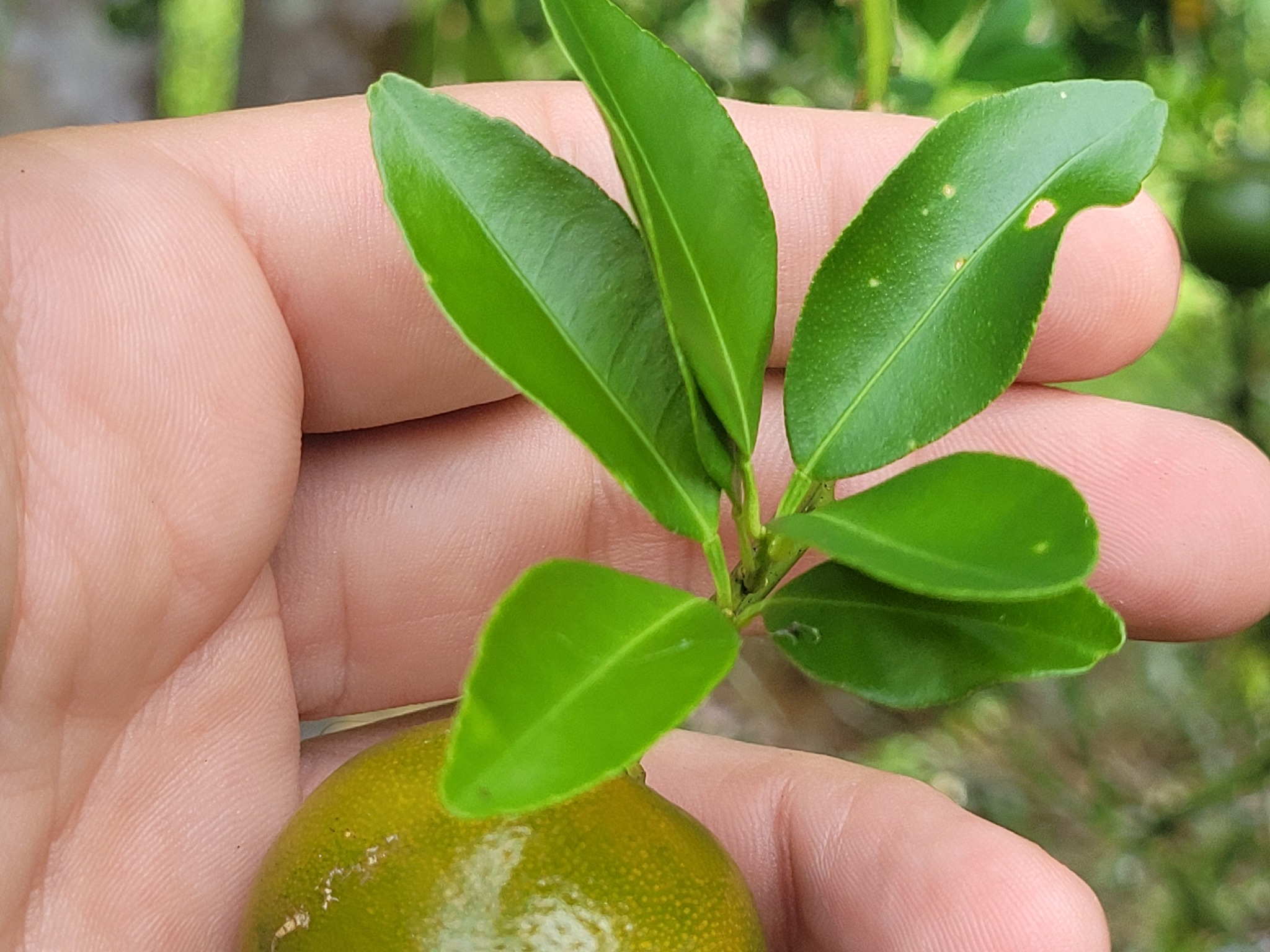 Imagem de Calamondin