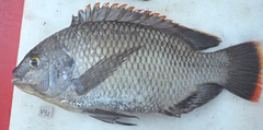 Victoria Tilapia photo 2