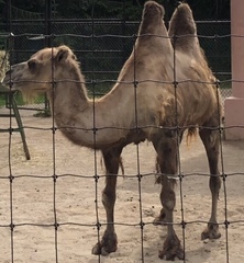 Camelus