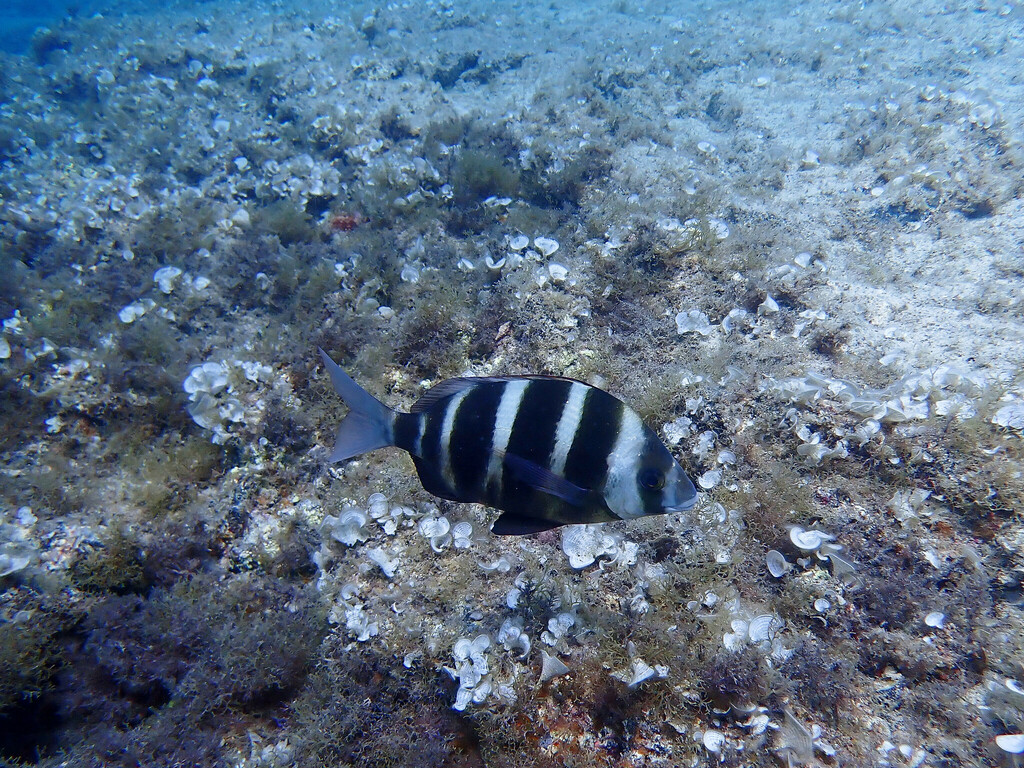 Photo of Zebra seabream (Diplodus cervinus)