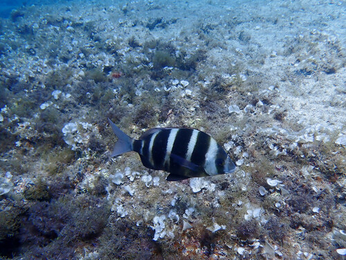 Photo of Zebra seabream (Diplodus cervinus)