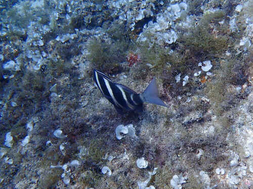 Photo of Zebra seabream (Diplodus cervinus)