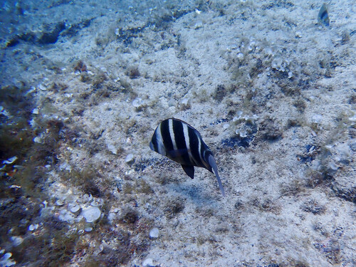 Photo of Zebra seabream (Diplodus cervinus)