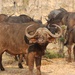 Cape Buffalo - Photo (c) Lance H Martin, some rights reserved (CC BY-NC), uploaded by Lance H Martin