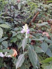 Rungia taiwanensis
