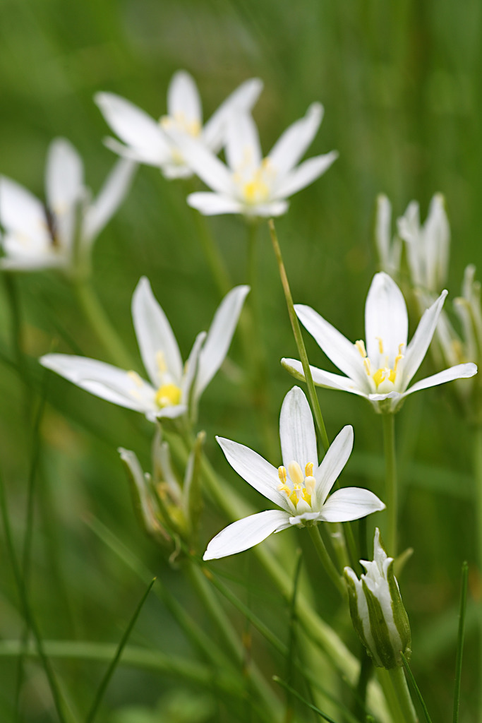 Gussone's Star-of-Bethlehem