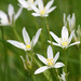 Gussone's Star-of-Bethlehem - Photo (c) samre, some rights reserved (CC BY-NC), uploaded by samre