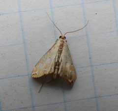 Elophila icciusalis