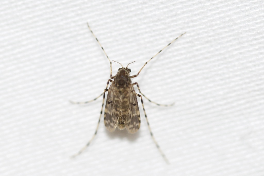 Ablabesmyia annulata
