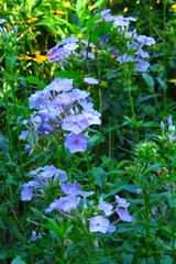 Phlox paniculata