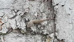 Sceloporus occidentalis