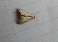 Elophila icciusalis