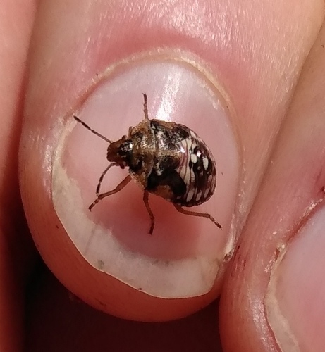 Red-shouldered Stink Bug (Thyanta pallidovirens) photo 4
