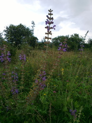 Salvia virgata