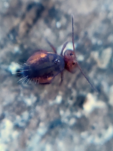 Dicyrtoma fusca, photo 6 of 8