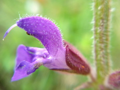 Salvia virgata