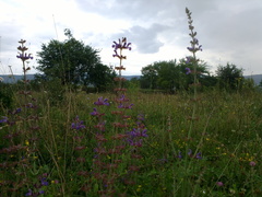 Salvia virgata