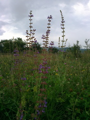 Salvia virgata
