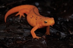 Eastern Newt photo 1