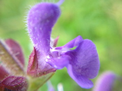 Salvia virgata