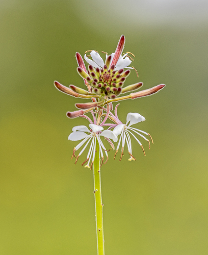 Gaura biennis iNat (2)