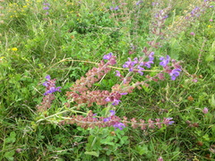 Salvia virgata