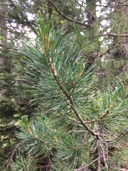 Pinus cembra