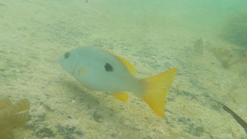 Foto de Pargo de una mancha (Lutjanus monostigma)