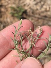 Erigeron divaricatus