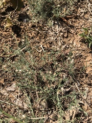 Erigeron divaricatus