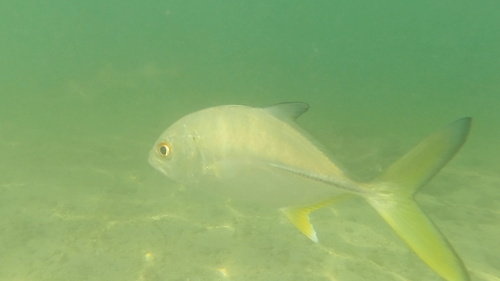 Photo of Bigeye trevally (Caranx sexfasciatus)