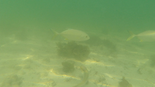 Photo of Bigeye trevally (Caranx sexfasciatus)