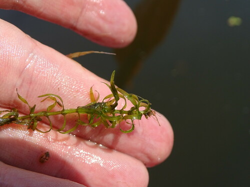 Image of Elodea nuttallii by (c) Grzegorz Grzejszczak, some rights reserved (CC BY-SA)