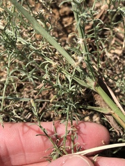 Erigeron divaricatus