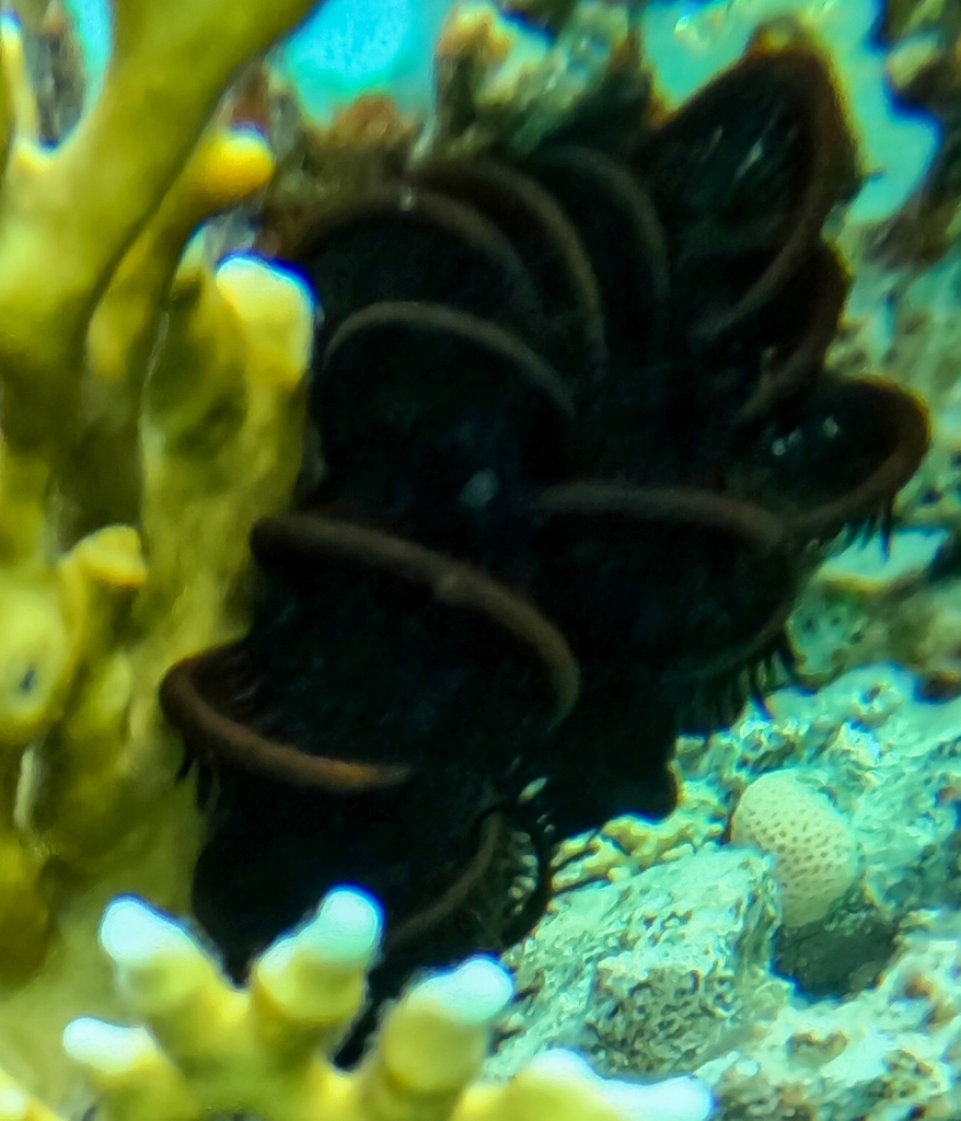 Capillaster multiradiatus