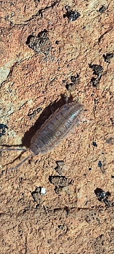 Six-striped Woodlouse