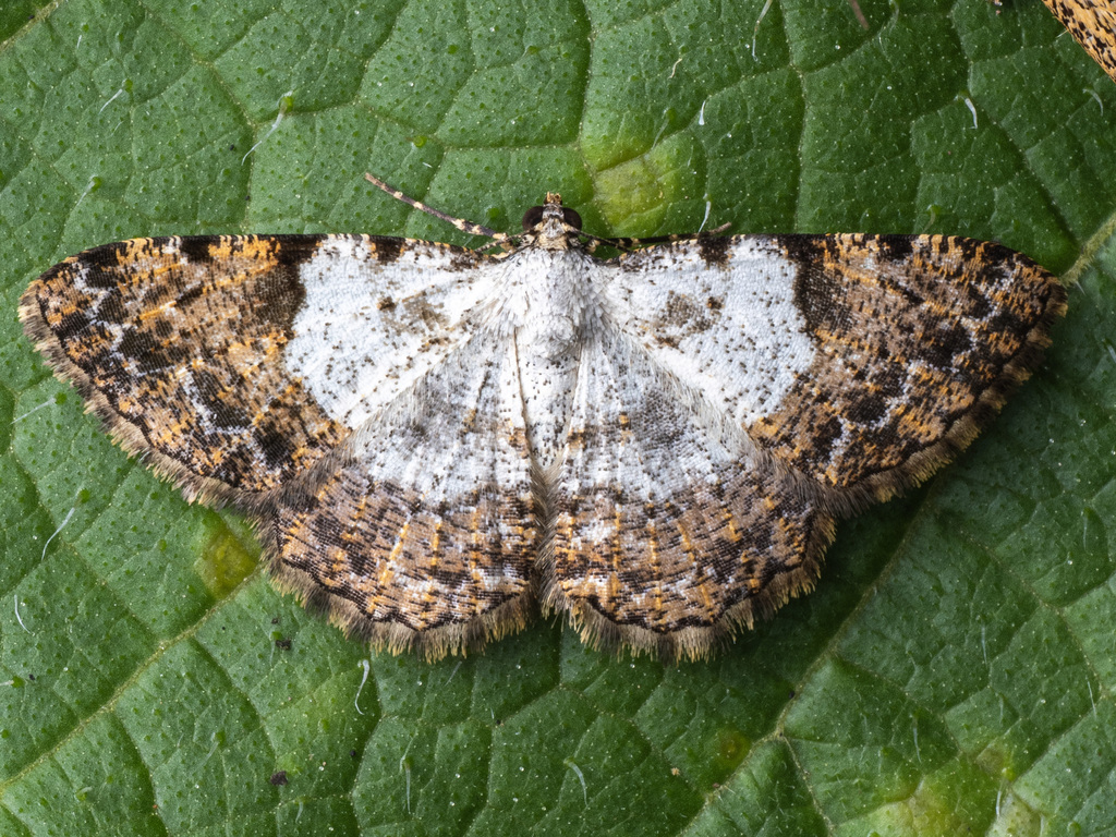 Psilalcis albibasis