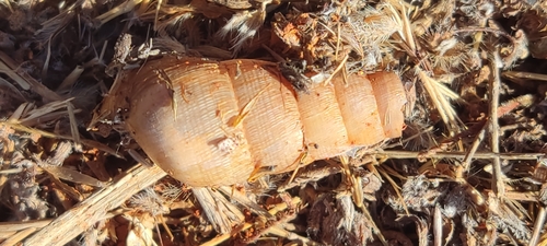 Decollate Snail