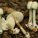 White American Star-Footed Amanita - Photo no rights reserved, uploaded by Garrett Taylor