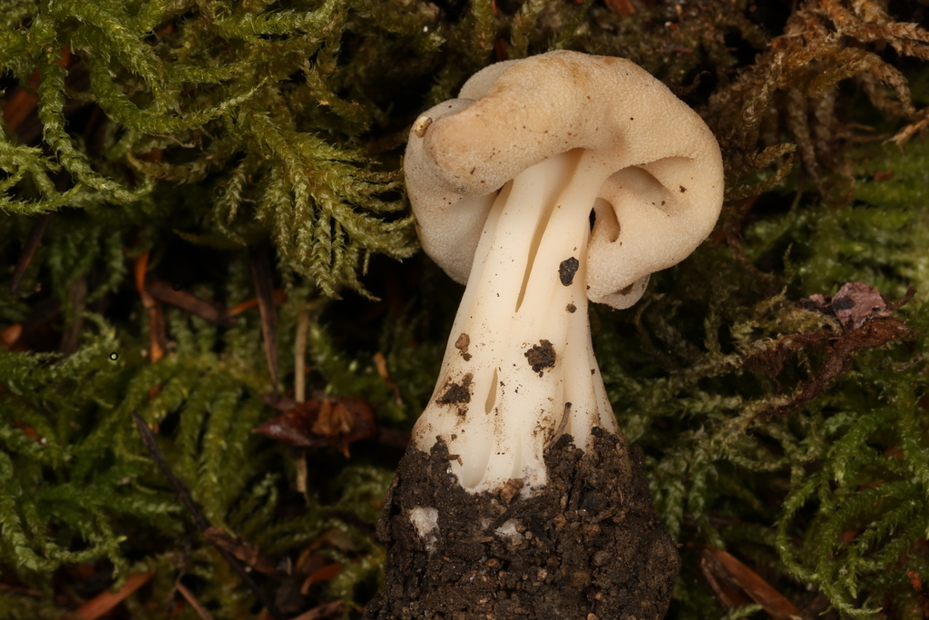 Fluted Brown Elfin Saddle