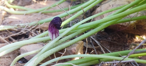 Arisarum simorrhinum simorrhinum
