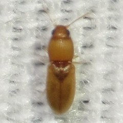 Paradonus futilis