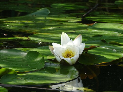 Nymphaea alba