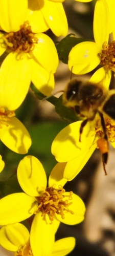 Western Honey Bee