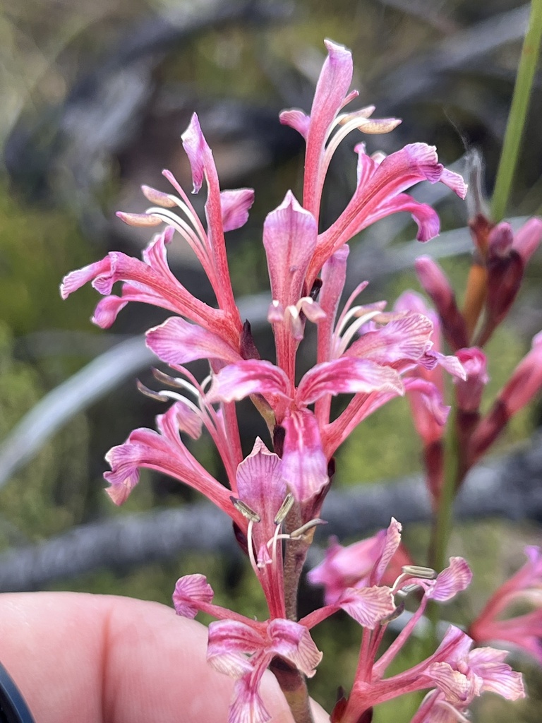 Undulate Reedpipe