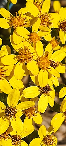 creeping groundsel